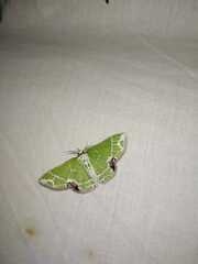 Protuliocnemis partita