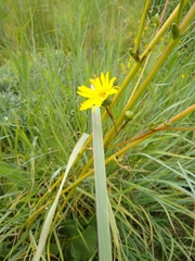 Silphium terebinthinaceum