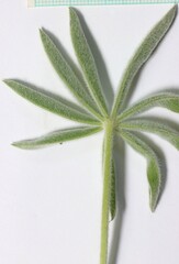 Lupinus leucophyllus erectus