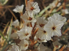 Acantholimon acerosum