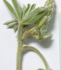Lupinus leucophyllus erectus