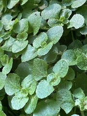Chrysosplenium oppositifolium