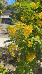 Tecoma stans