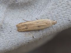 Mesophleps adustipennis