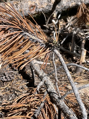 iNaturalist observation photo of Bee-mimic Robber Flies
