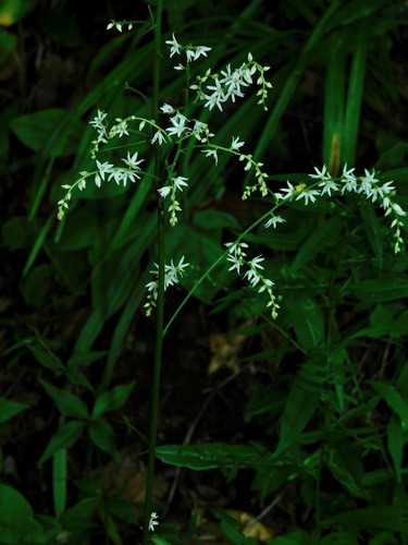 Image of Stenanthium gramineum by (c) Michael J. Papay, some rights reserved (CC BY)