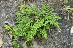 Pityrogramma chrysophylla gabrielae