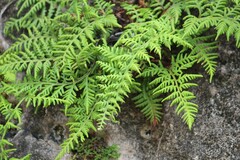 Pityrogramma chrysophylla gabrielae