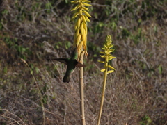 Anthracothorax aurulentus