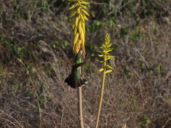 Anthracothorax aurulentus