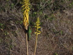 Anthracothorax aurulentus