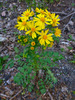 Butterweed - Photo (c) Wendell Smith, some rights reserved (CC BY)