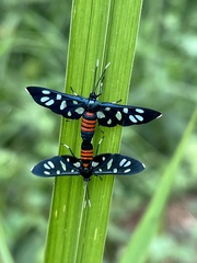 Amata tomasina