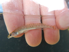 Ammocrypta vivax