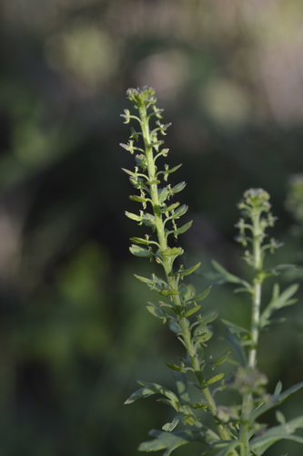 Image of Lepidium bonariense by (c) E Santos Ortega, some rights reserved (CC BY)