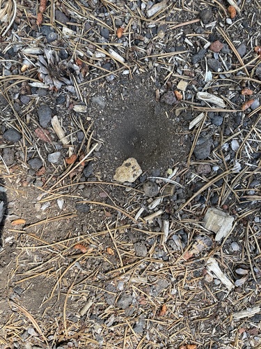 iNaturalist observation photo of Pit-trapping Antlions