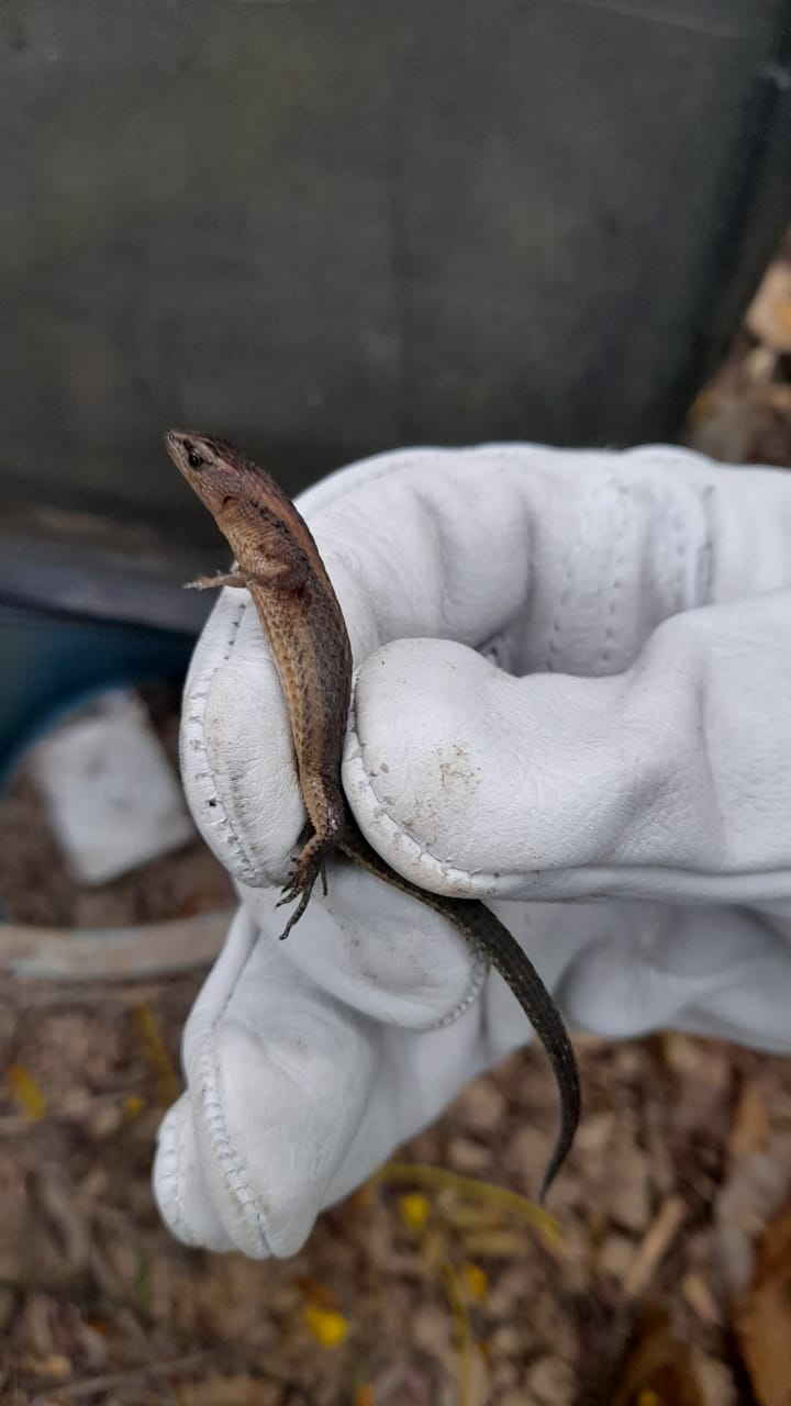 Alopoglossus atriventris Duellman, 1973