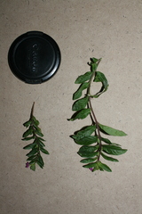 Lythrum