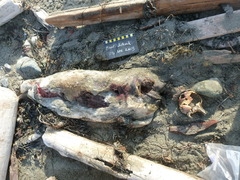 Phoca vitulina richardii