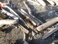 Phoca vitulina richardii