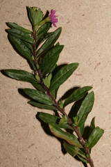 Lythrum