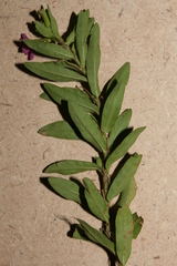 Lythrum
