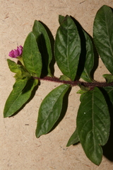 Lythrum