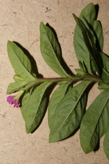 Lythrum