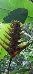 Heliconia librata