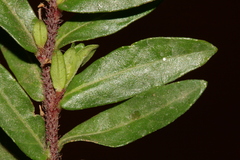 Lythrum