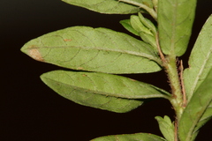 Lythrum