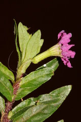 Lythrum