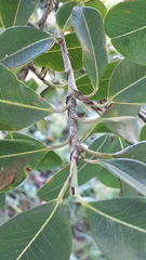 Erythroxylum argentinum