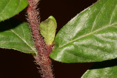 Lythrum