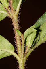 Lythrum