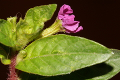 Lythrum