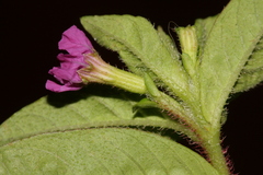 Lythrum