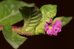Lythrum