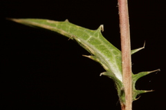 Carthamus tenuis