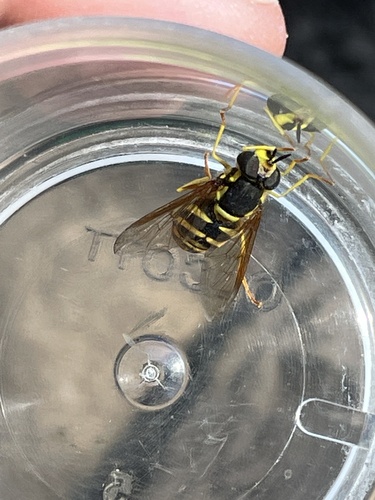 iNaturalist observation photo of Meadow Flies