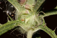 Carthamus tenuis