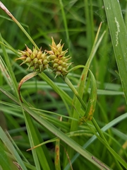 Carex flava