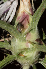 Carthamus tenuis