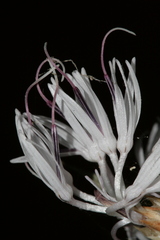 Carthamus tenuis
