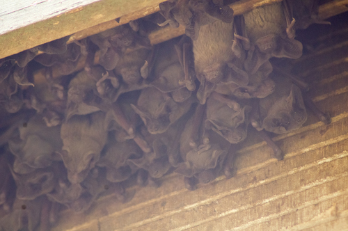 Mexican Free-tailed Bat photographed in Louisiana