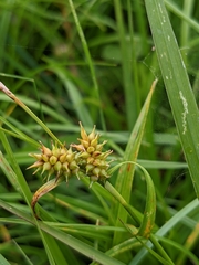 Carex flava