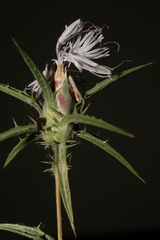 Carthamus tenuis
