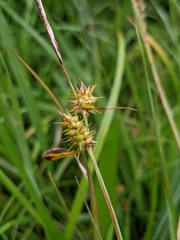 Carex flava