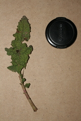 Verbascum berytheum