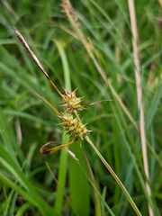Carex flava
